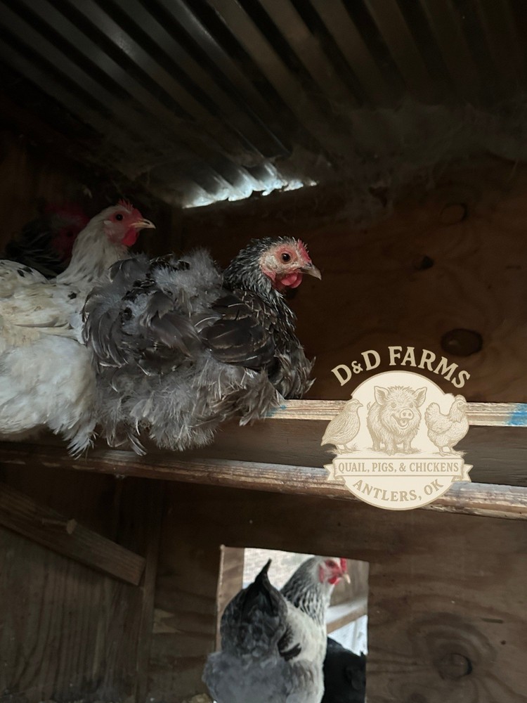 Bantam Cochin Fun Pen