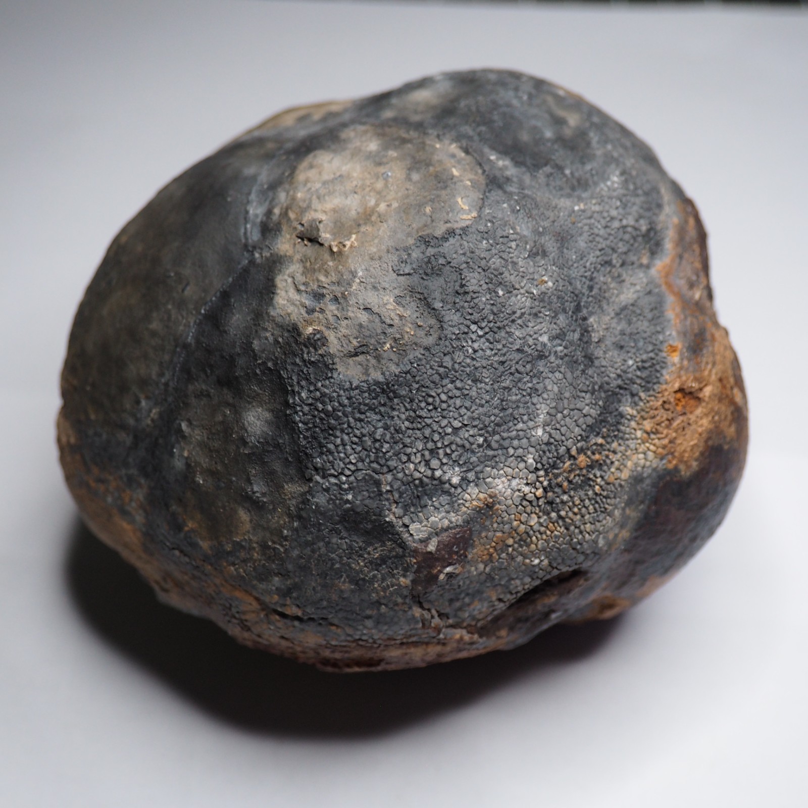 Large 1.8 kg Lobolith Scyphocrinites Crinoid Floating Devonian Fossil Morocco