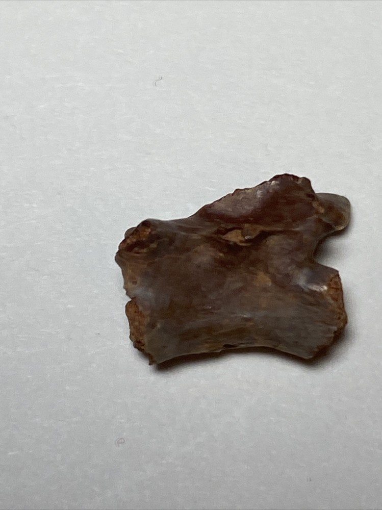 Theropod Tooth/eggshell/vertebrae