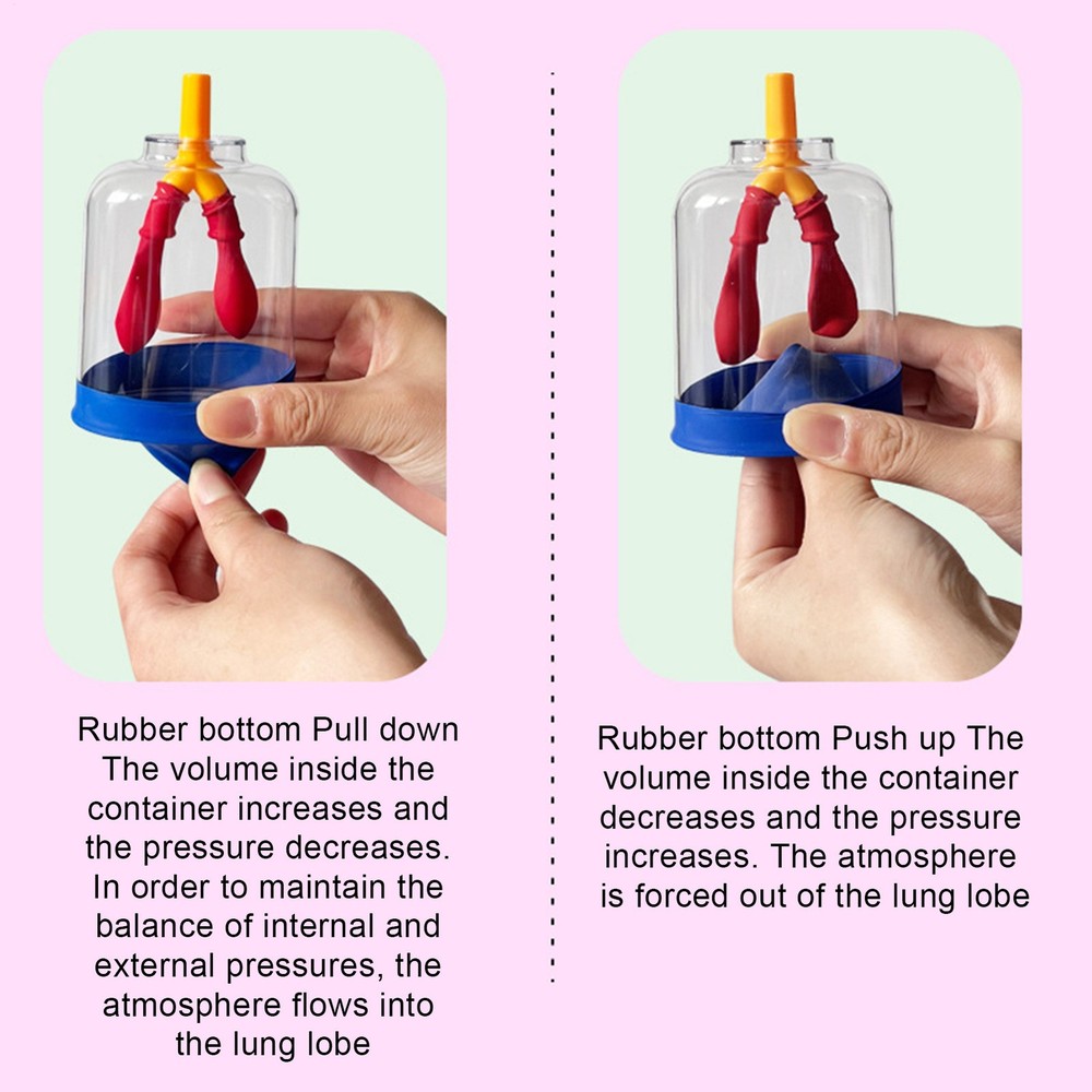 Kids Teaching Lung Demonstration Model Lung Respiration Model Experiment