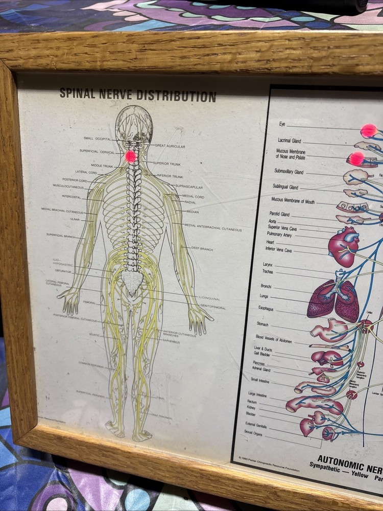 Autonomic Nervous System Light box