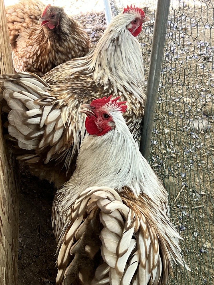 Chocolate Silver Laced Orpington Hatching Eggs-12 Pack