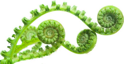 DT11 - Fern Leaf Texture Tile Mold