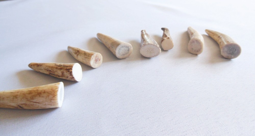 Deer Antler Tips