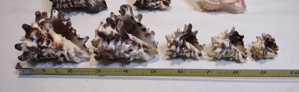 18pc Natural Murex Seashells Crafts Nautical Decor