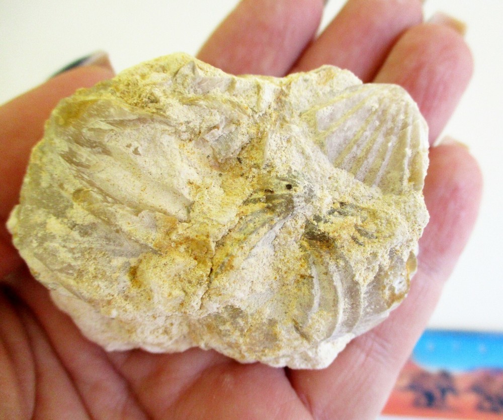 Large Brachiopods Cluster BA392