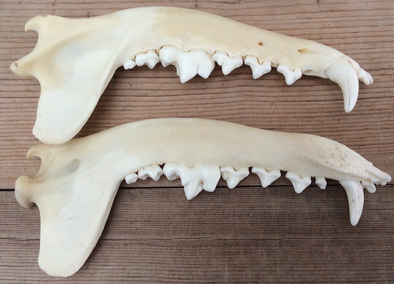 Coyote Jaws Mandibles Matched Pair Authentic