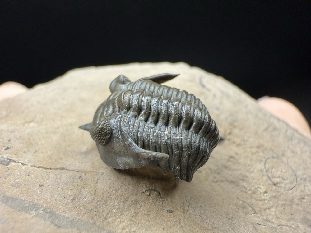 Pseudocryphaeus Trilobite - Top Preservation and Prepped