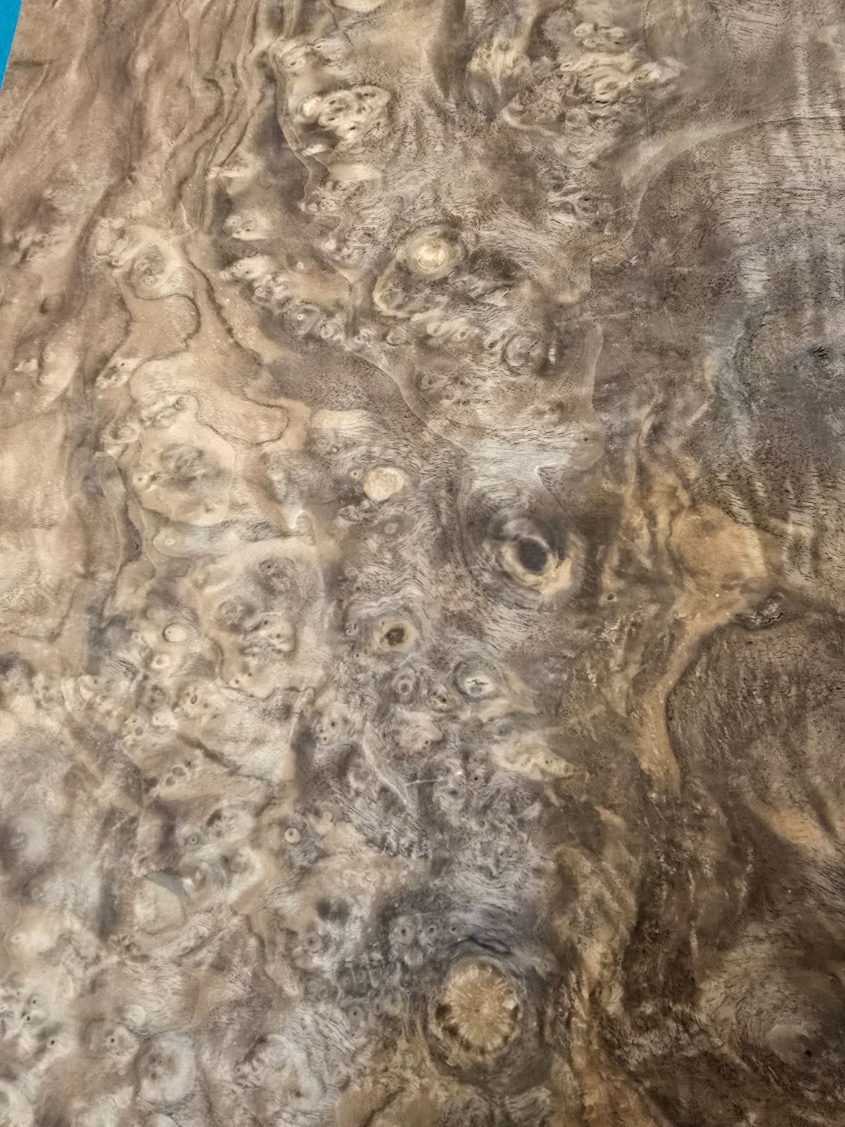 natural walnat burl wood veneer sheet 43" x 14,5" x 0,03