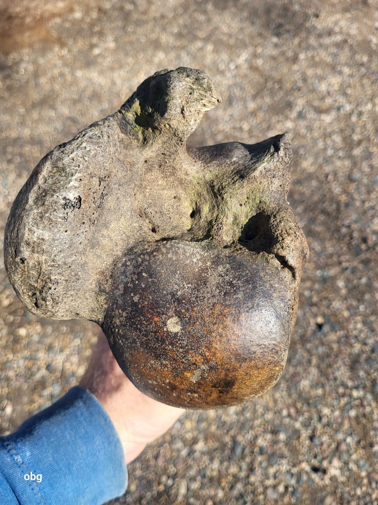 Historic Bison Humerus Bone not a fossil