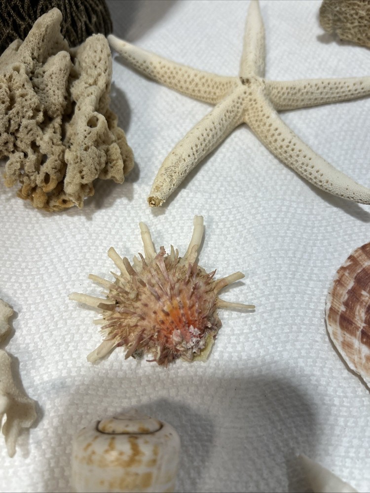Sea Shore Items With Net. 15 Items. B5