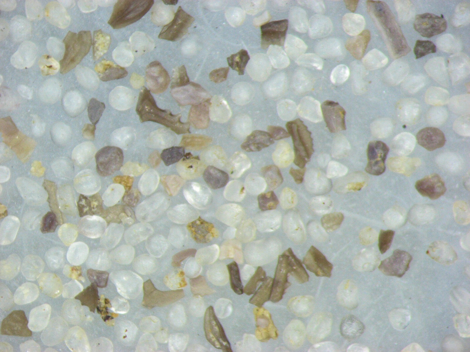 Ordovician to Triassic Conodont microfossil 8 slide collection rare fossils