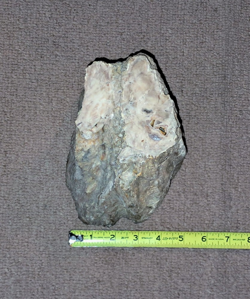 Petrified Wood. Large Limb Section Washington