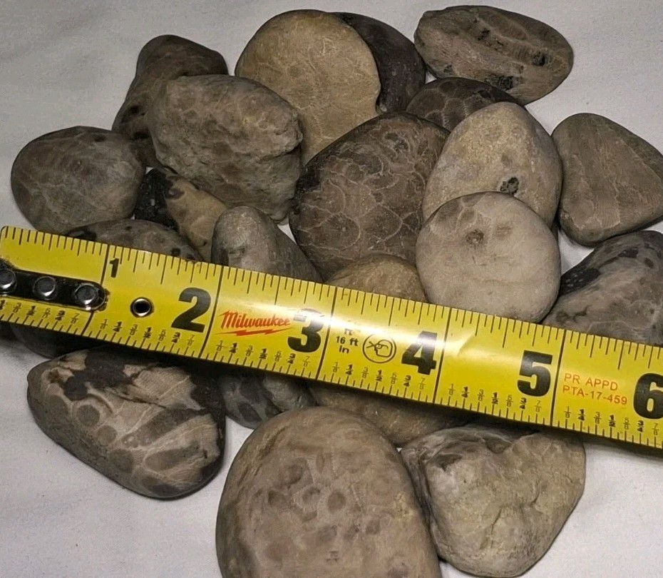 Michigan Petoskey Stone Lot 2 Pound Unpolished Natural Great Lakes Fossil Coral