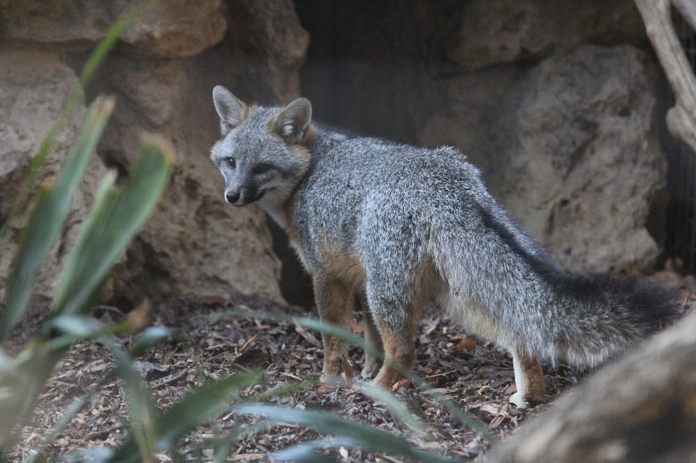 Gray Fox Taxidermy Reference Photo Cd