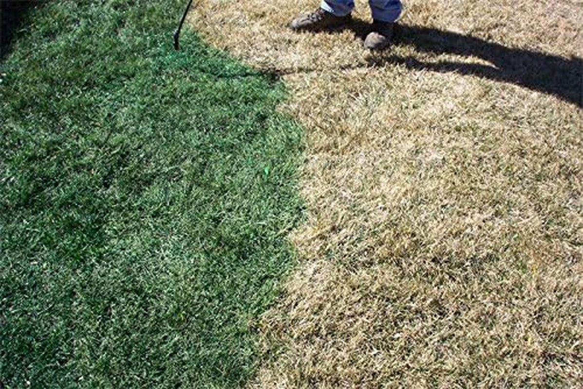 Nvirocolor 4Evergreen Grass Colorant/Turf Paint – 32 Oz Concentrate Covers 1,000