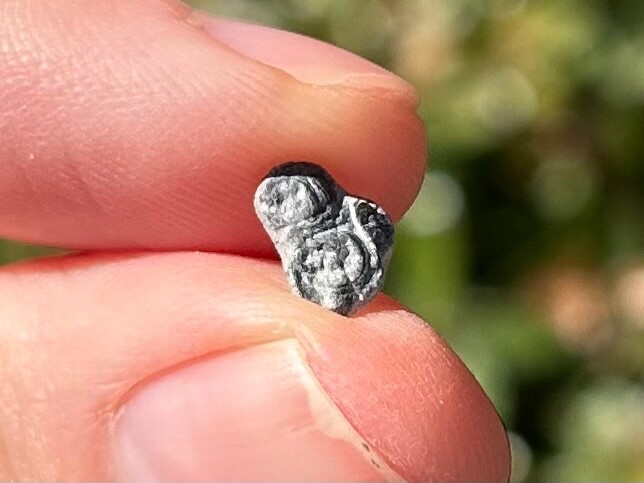 Fossil Trilobite Peronopsis interstrictus Utah Cambrian Age Bug