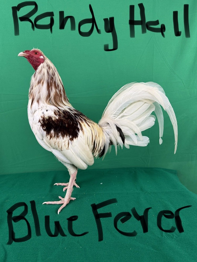 12+ Chicken Hatching Eggs