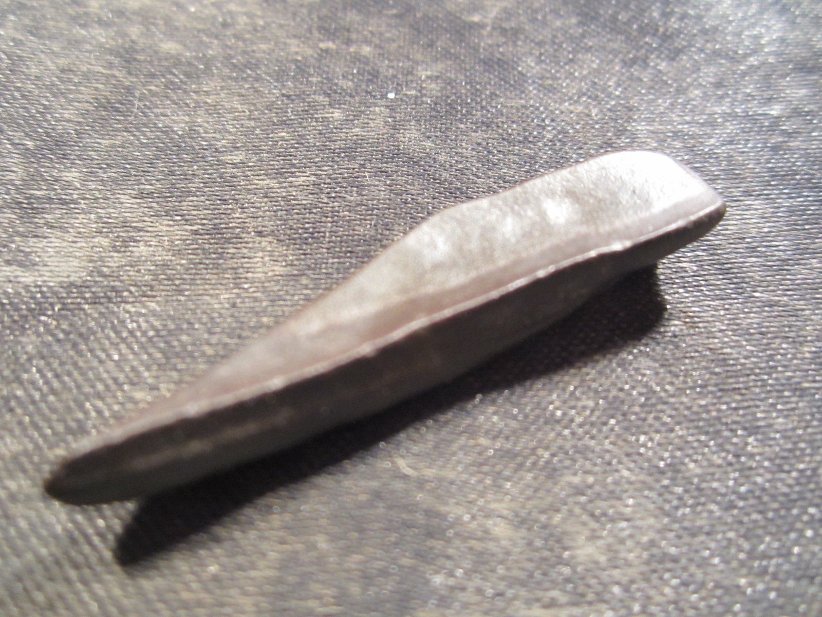 Fossilized Mammal Tooth Venice, Florida