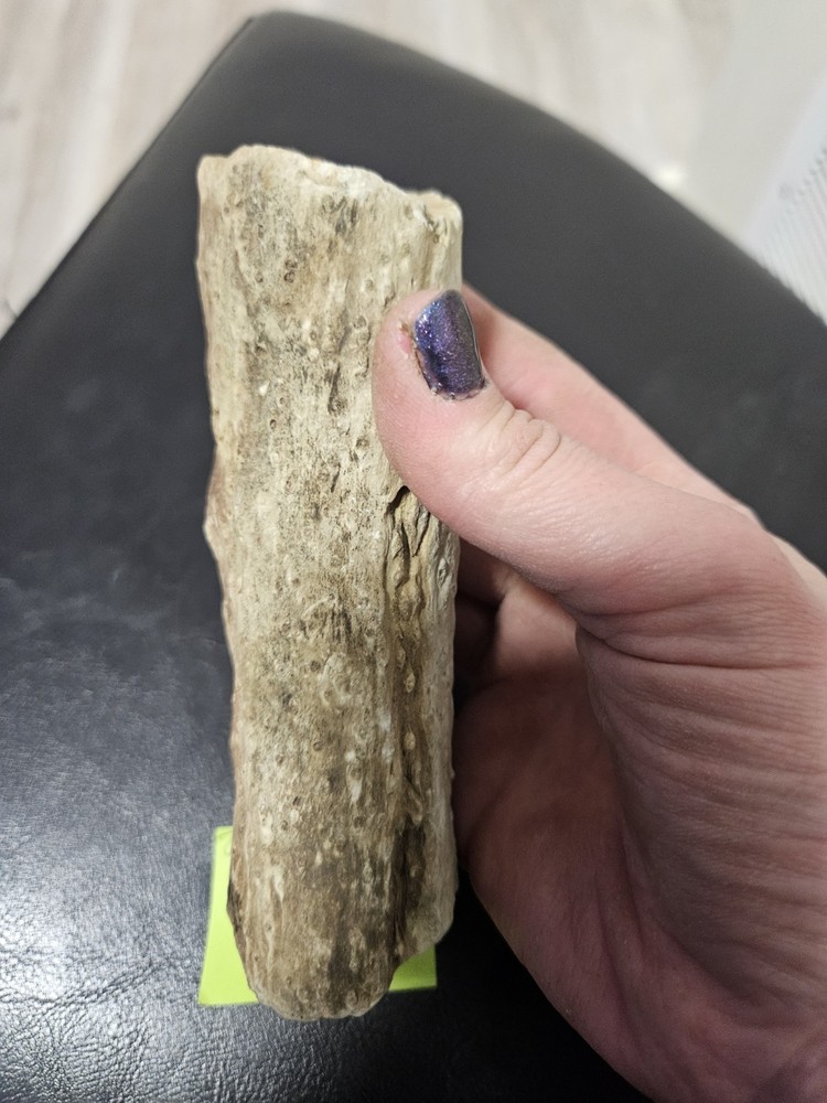 Zimbabwe Petrified Wood Specimen (15.4oz)