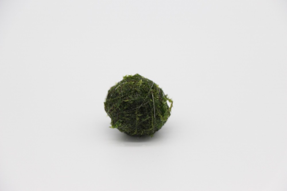 Sinking Java Moss Balls Live Aquarium Paludarium Plant Decoration
