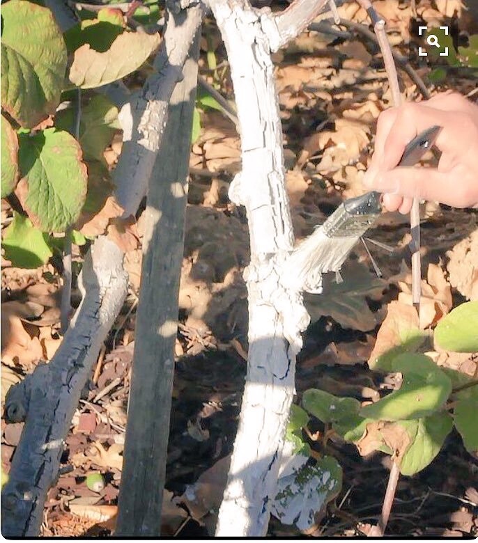 IV Organic 3-in-1 Plant Guard, 1 Pint (BROWN)