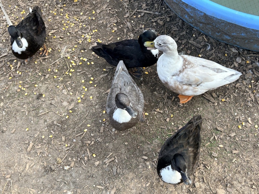 8+2 Call duck hatching eggs