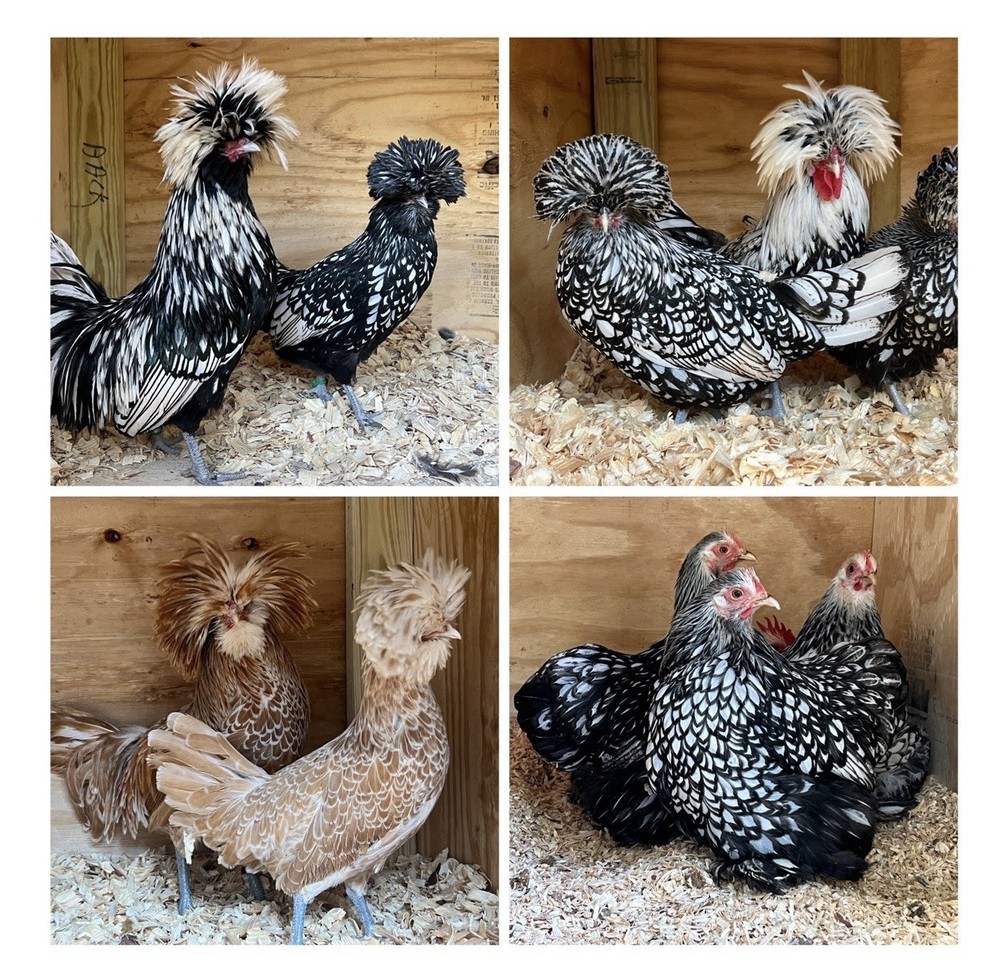 6+ Assorted Hatching Eggs from our Exhibition Stock
