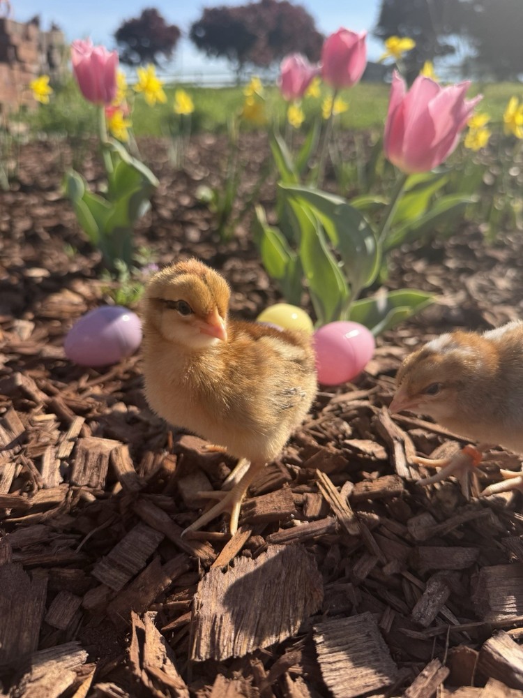 Bielefelder Fertile Hatching Eggs 10+