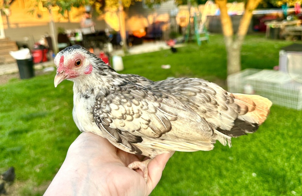 kikiriki hatching eggs 6++ PLEASE READ THE DESCRIPTION