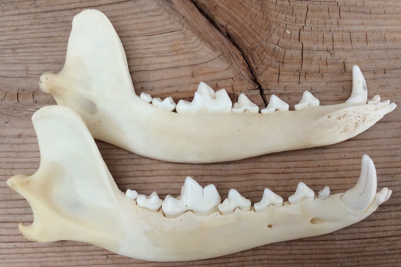 Coyote Jaws Mandibles Matched Pair Authentic