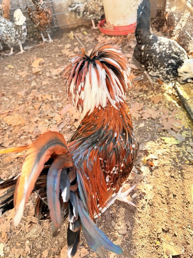 12 +++ Extra Tolbunt Polish Hatching Eggs