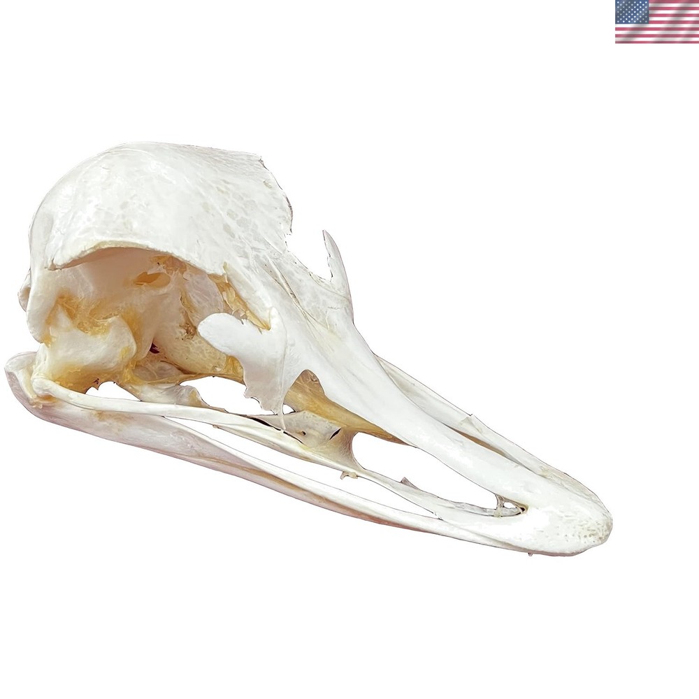 Authentic Ostrich Skull Taxidermy Specimen – Educational and Decorative Gift