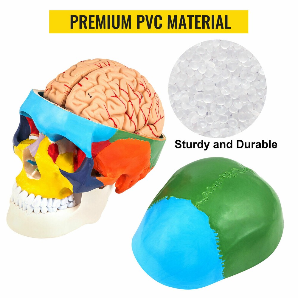 Human Skull Colored Skeleton 8 Pc Brain Model & 7 Cervical Vertebrae Base USA