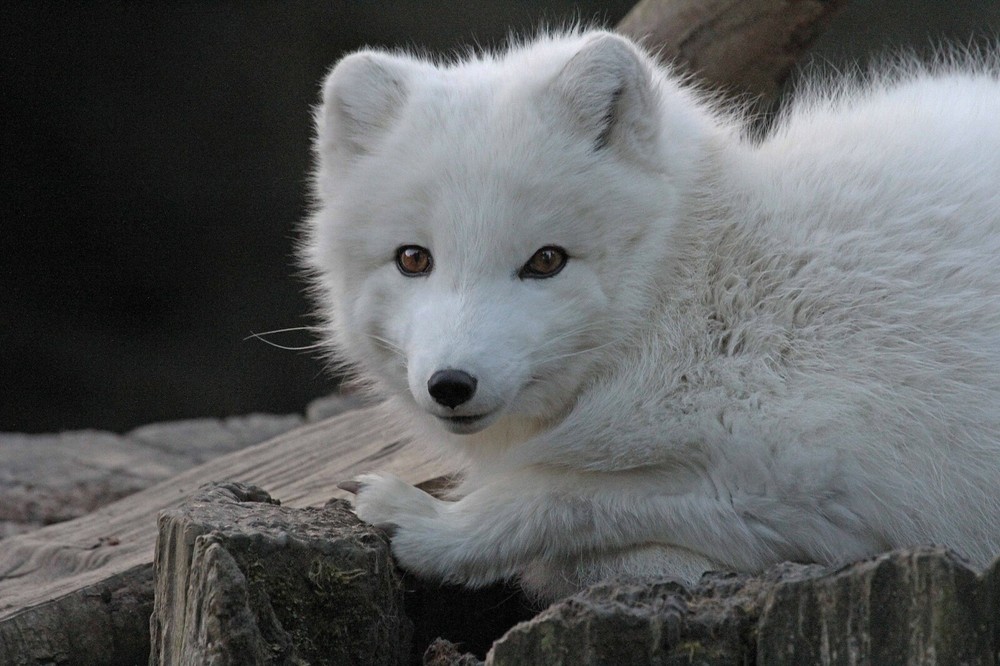 Arctic Fox Taxidermy Reference Photo Cd