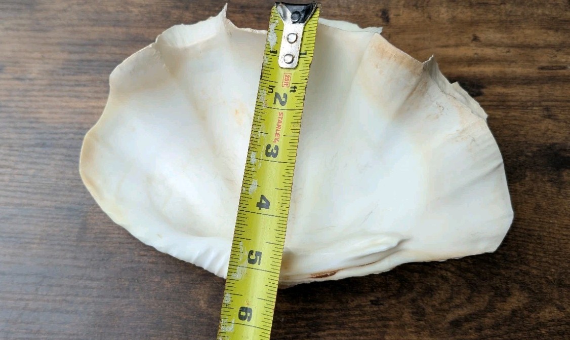 Large Vintage TRIDACNA SQUAMOSA Fluted Giant Clam Shell HALF 9 x 5 1/2"
