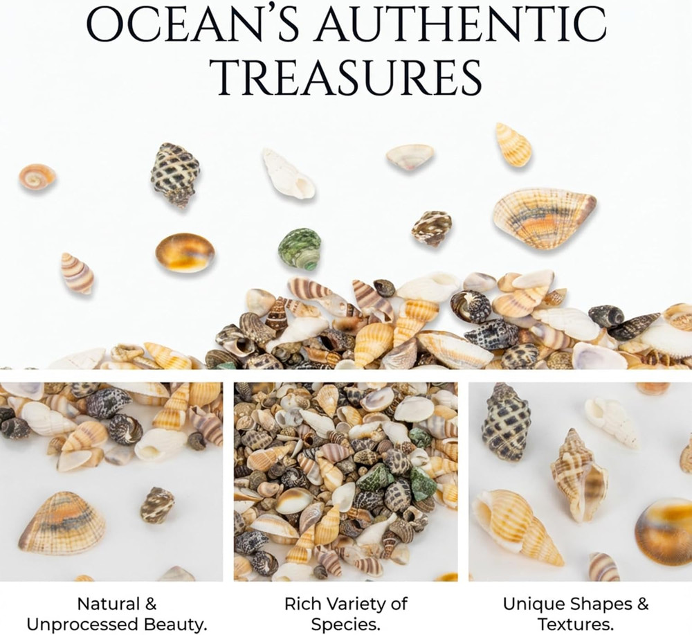 Tiny Seashells for Crafts - Small Sea Shells Mixed Ocean Beach Shells Bulk for H