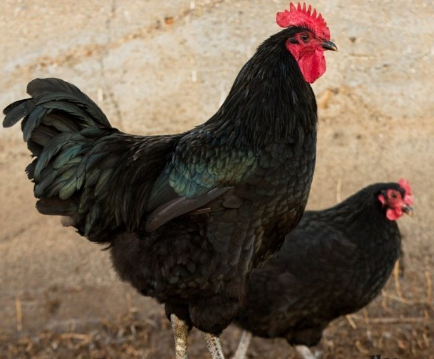 6  Jersey Giant Hatching Eggs