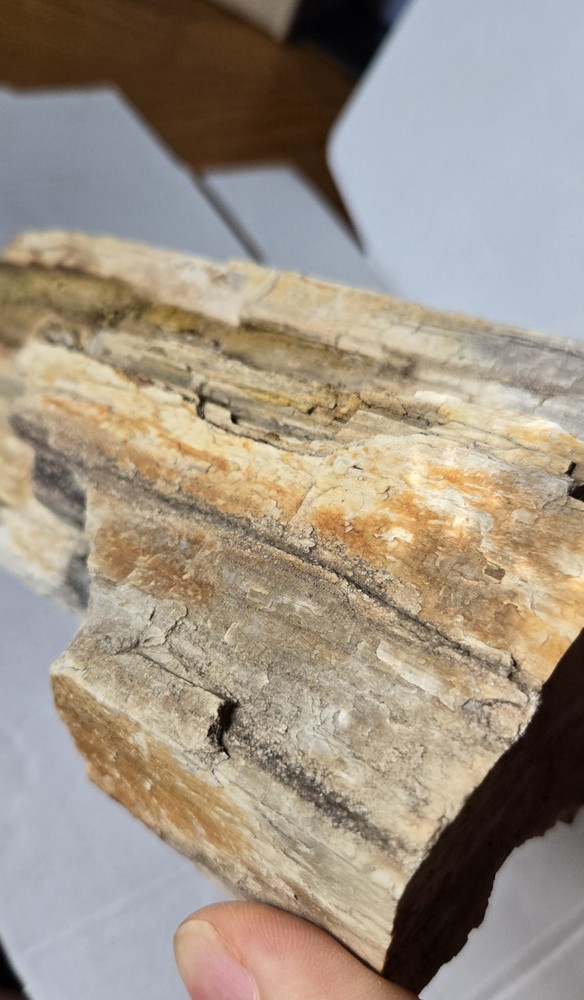 Petrified Wood