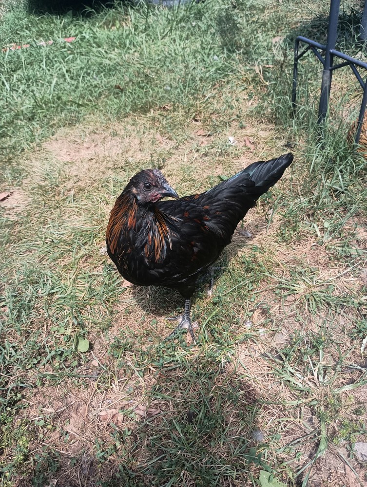 6+ Fertile Hatching Eggs