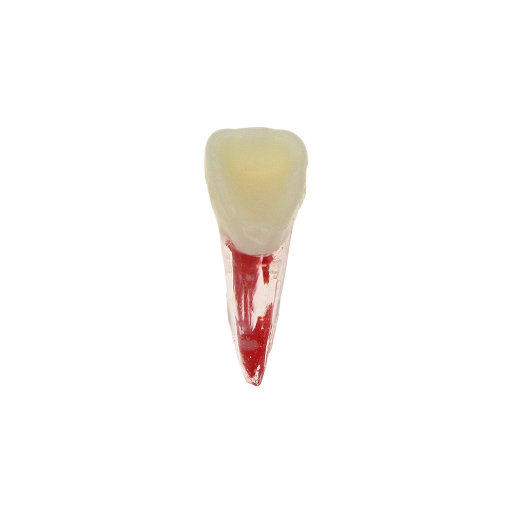Dental Endodontic Root Canal RCT Practice Endo Teeth Model Pulp Study 7 Sizes