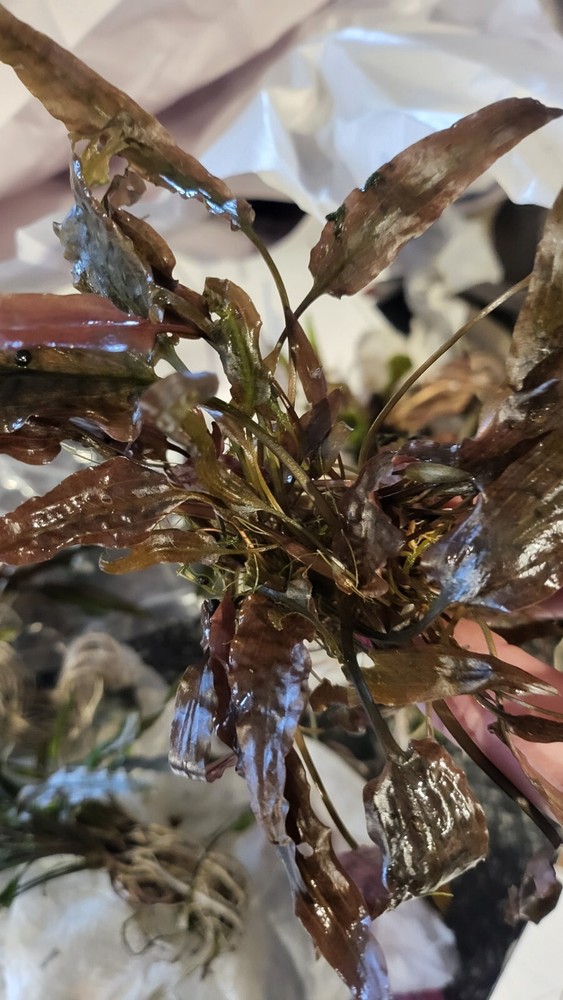 Aquatic Plant Pack (Low Tech)