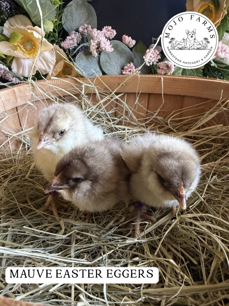 Chocolate, Mauve, Blue, and Black Easter Egger Hatching Eggs NPIP Certified