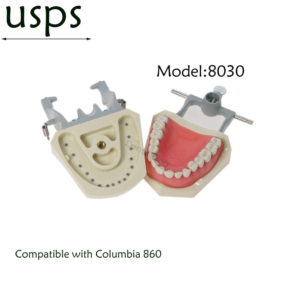 US Columbia Dentoform 860 Dental Study Model 32 Replace Teeth Mounting Pole