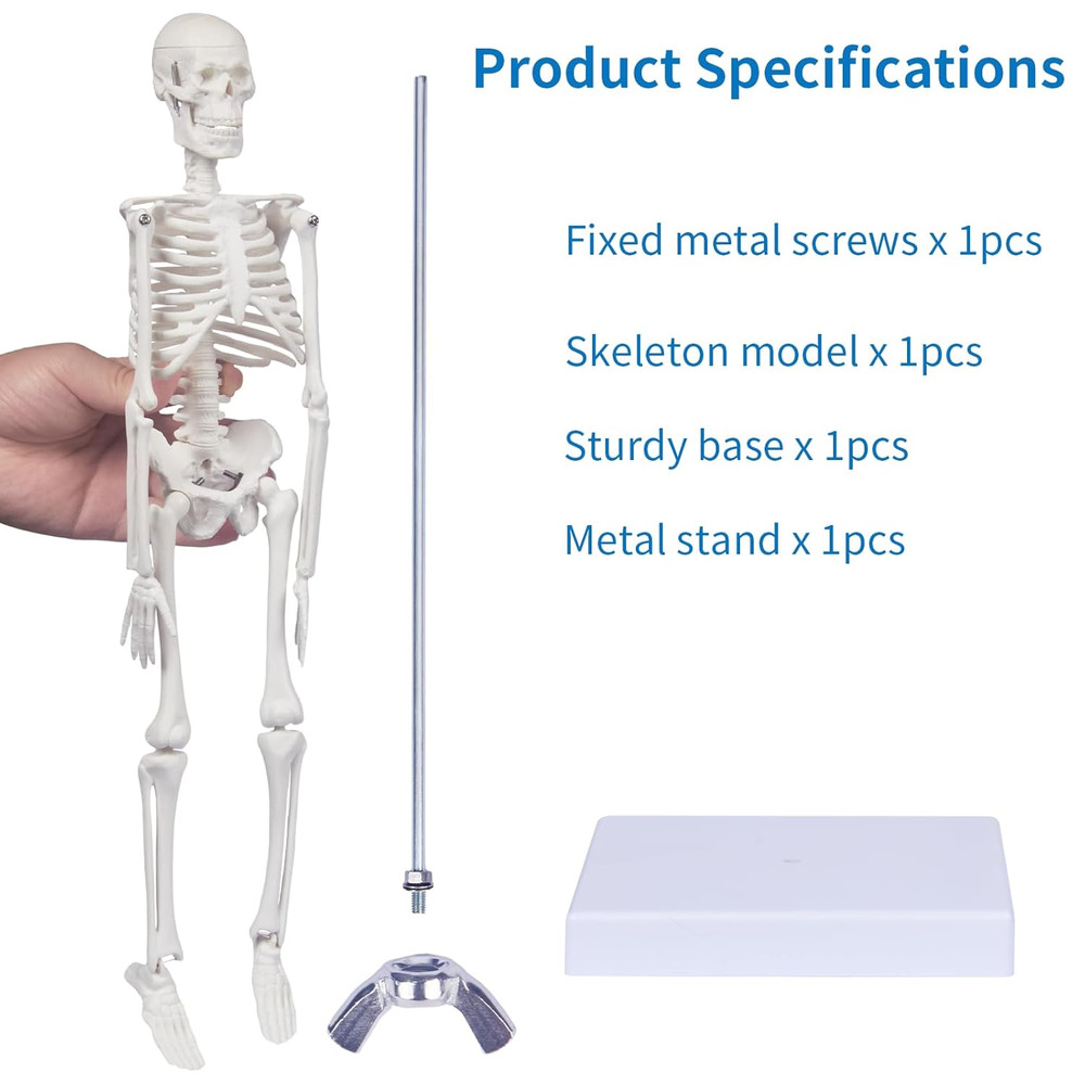 Human Skeleton Model Anatomy 17"H Mini Human Body Model Movable Arms Legs Sturdy