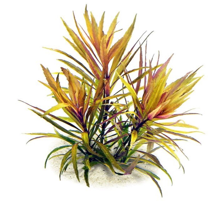 Stellatus Broadleaf (in 2" Pot)