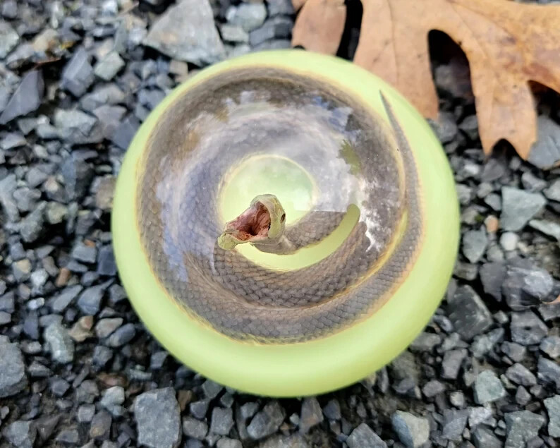 Real snake in resin, glow in the dark, oddities curiosities, Enhydris Plumbea