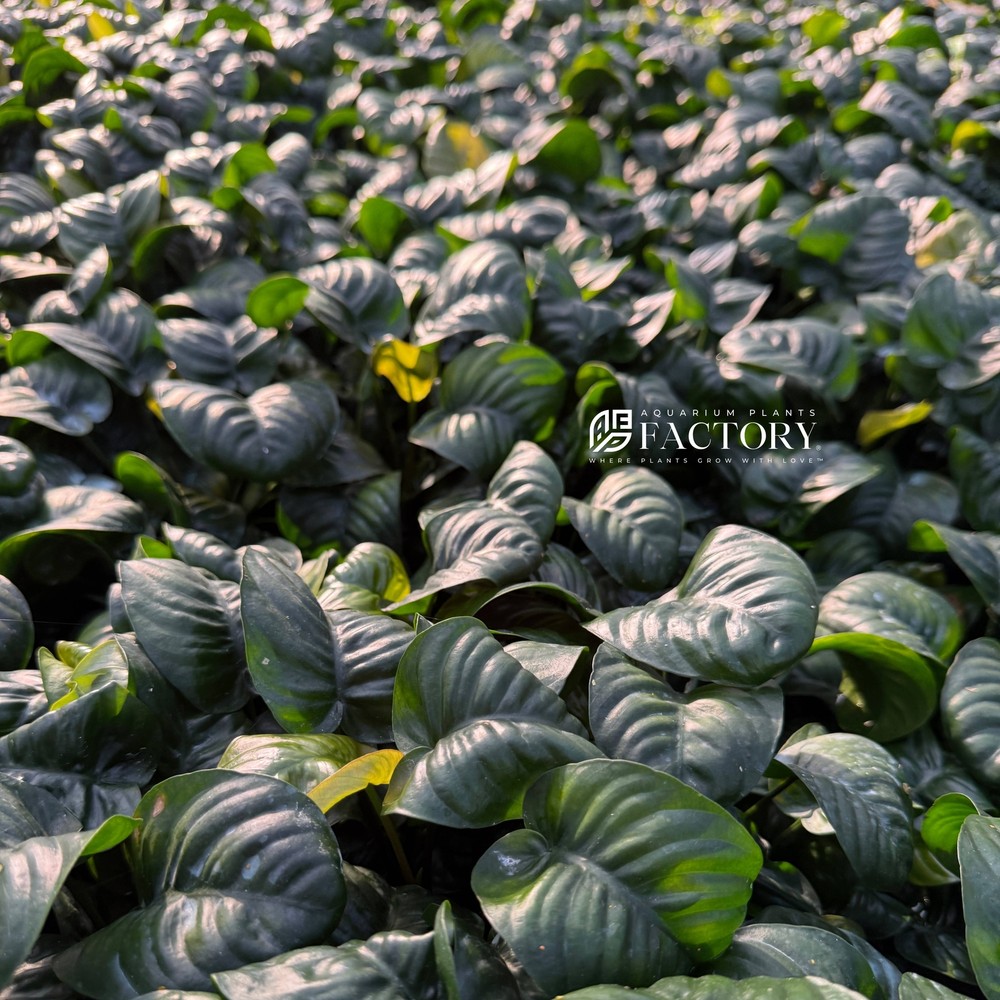 Anubias Rainforest