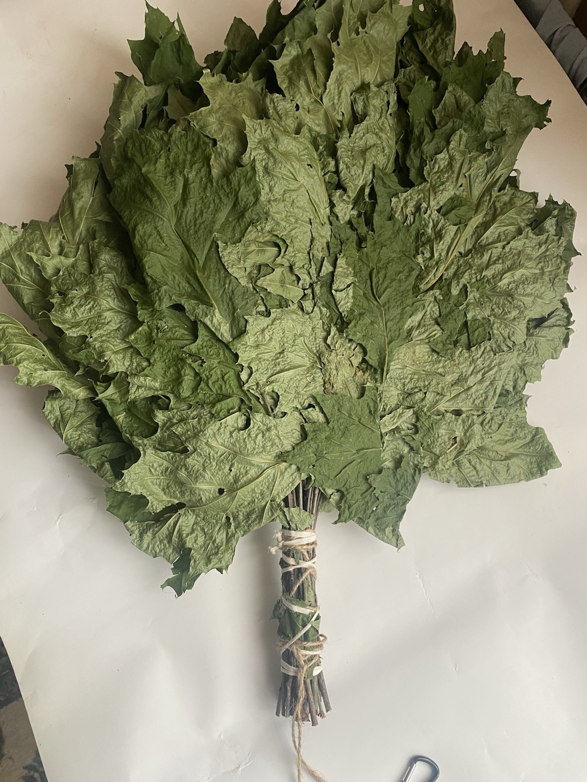 12 Oak brooms sauna banya venik Eiche whisks eco 2025 Ukrainian