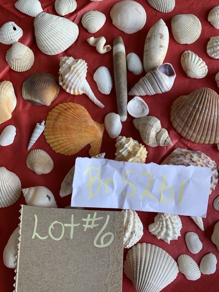 Seashell Lot Various Sizes and Shells Beautiful Selection Craft Beach 50+ Shells
